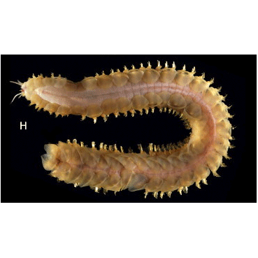 Семейство Acoetidae фото