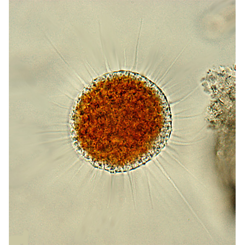 Отряд Aconchulinida фото