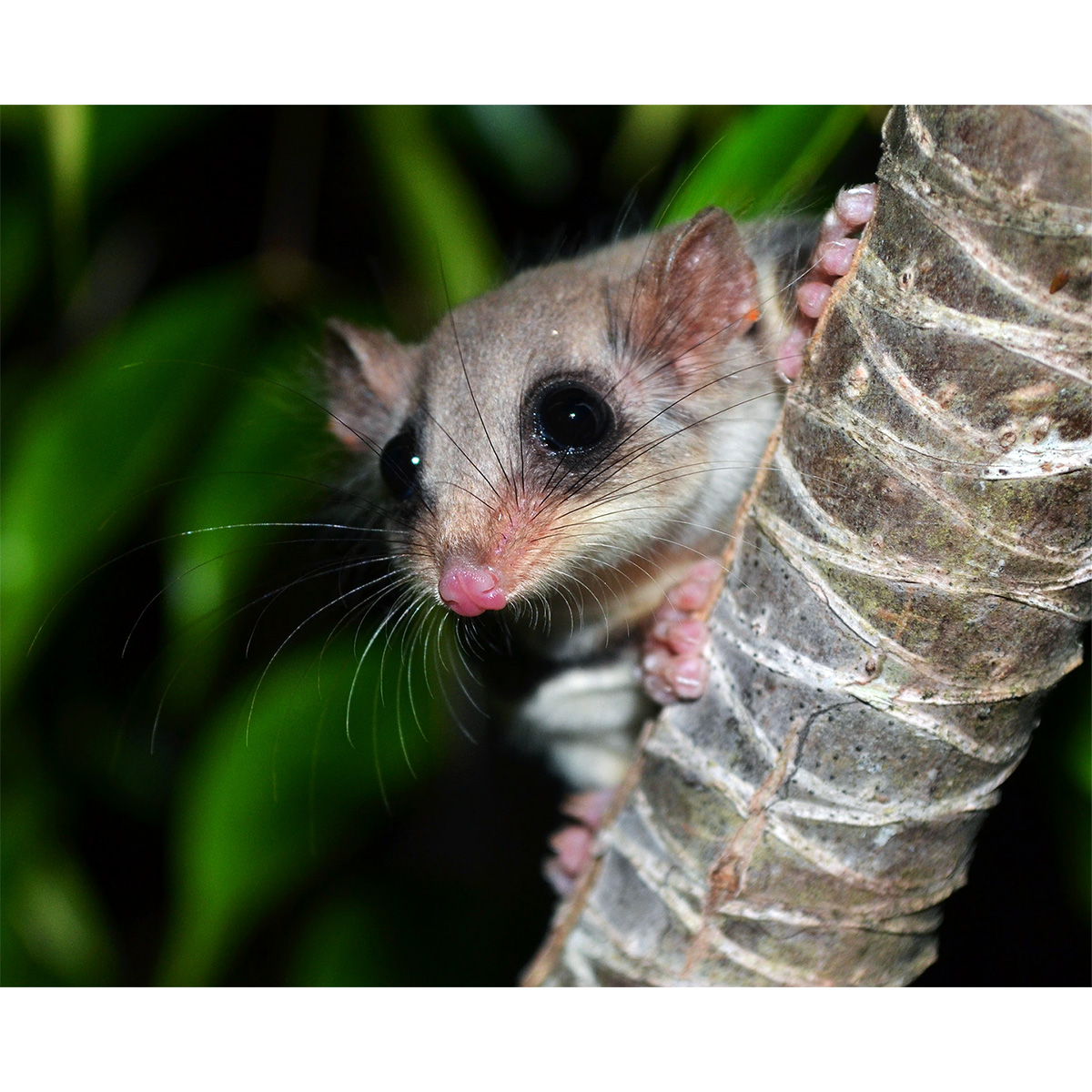 Карликовый летучий кускус (Acrobates pygmaeus) Фото №10