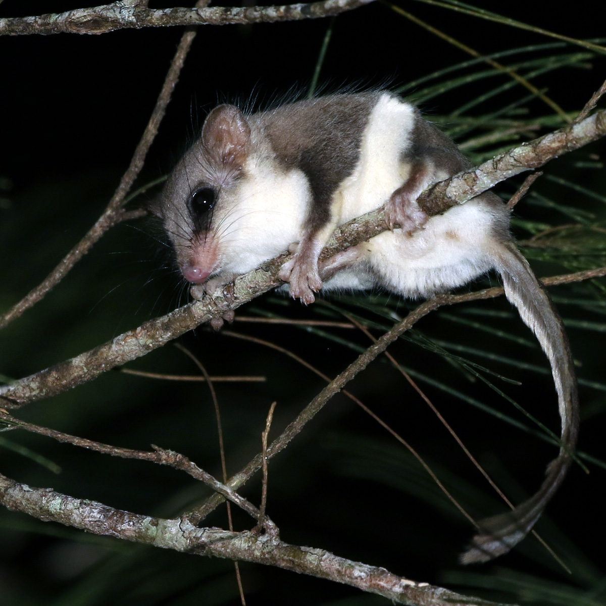 Карликовый летучий кускус (Acrobates pygmaeus) Фото №2