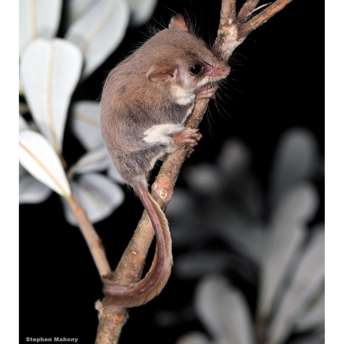 Карликовый летучий кускус (Acrobates pygmaeus) Фото №3