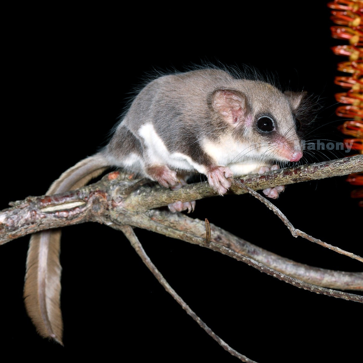 Карликовый летучий кускус (Acrobates pygmaeus) Фото №4