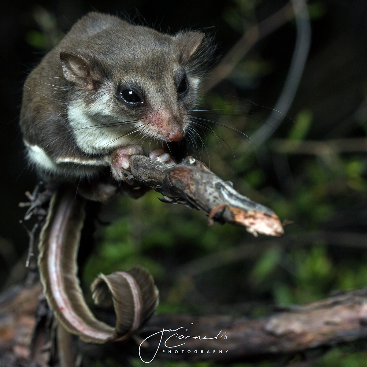 Карликовый летучий кускус (Acrobates pygmaeus) Фото №5