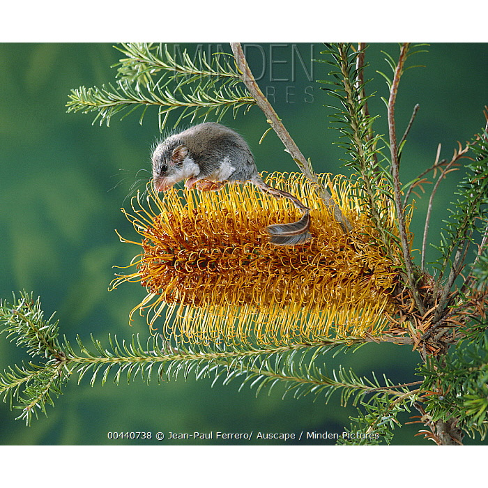 Карликовый летучий кускус (Acrobates pygmaeus) Фото №9