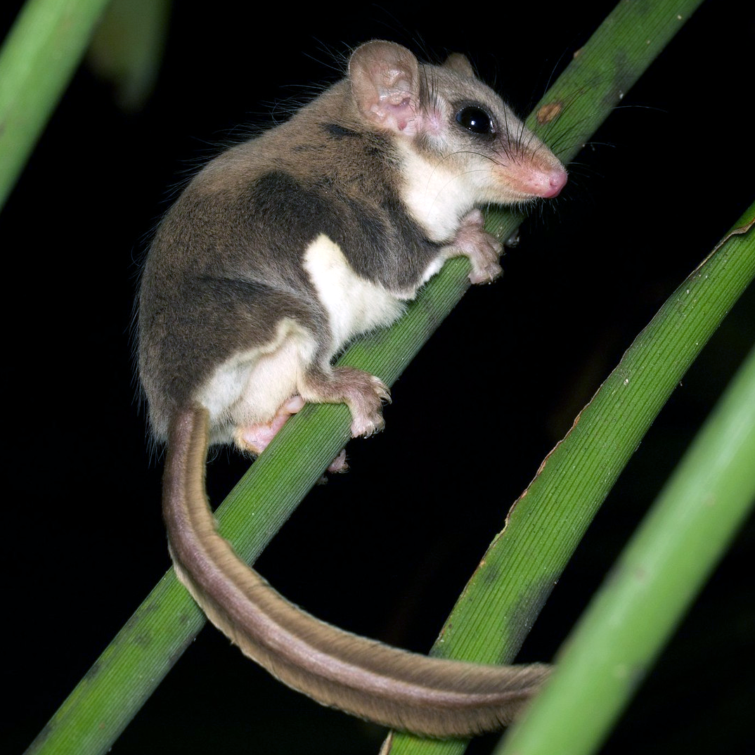 Карликовый летучий кускус (Acrobates pygmaeus) Фото №1