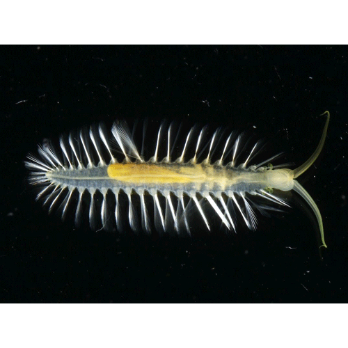 Семейство Acrocirridae фото