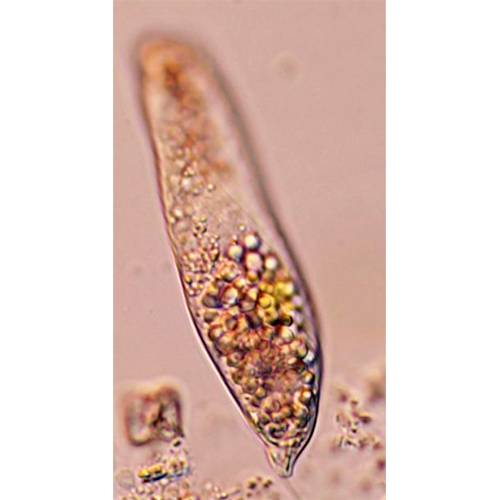 Отряд Acroglissida фото