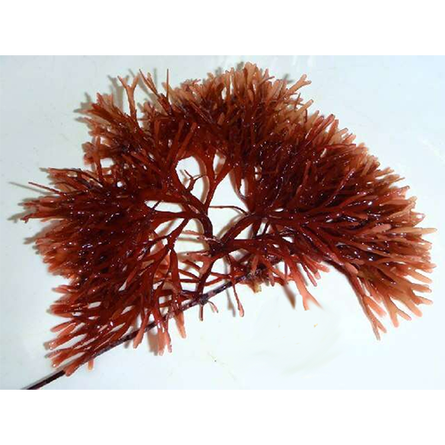 Семейство Acrotylaceae фото