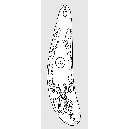 Семейство Acrumenidae  фото