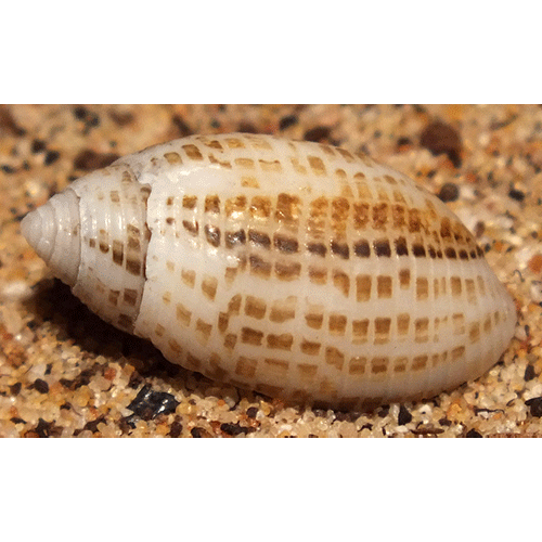 Семейство Acteonoidea  фото