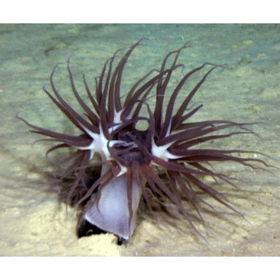 Семейство Actinernidae  фото