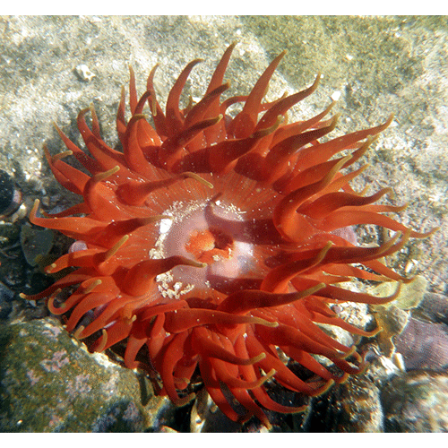 Семейство Actiniidae  фото