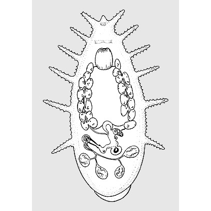 Семейство Actinodactylellidae  фото