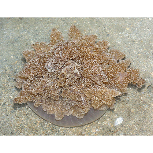Семейство Actinodendronidae  фото