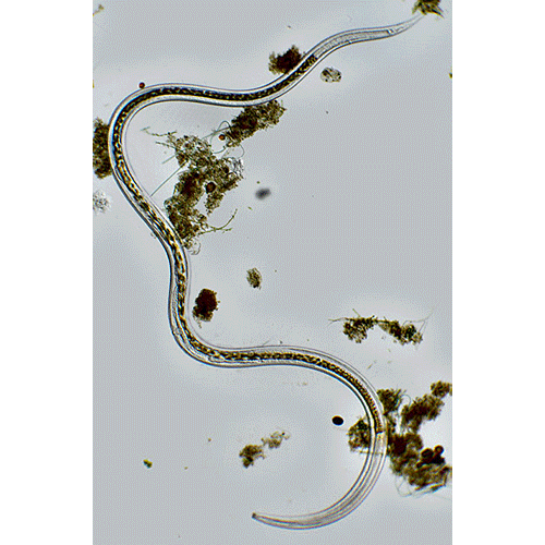 Семейство Actinolaimidae  фото