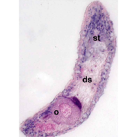 Семейство Actinoposthiidae  фото