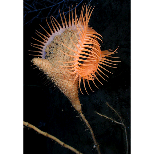 Семейство Actinoscyphiidae  фото