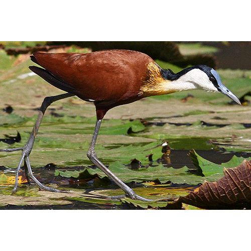 Род Actophilornis  фото