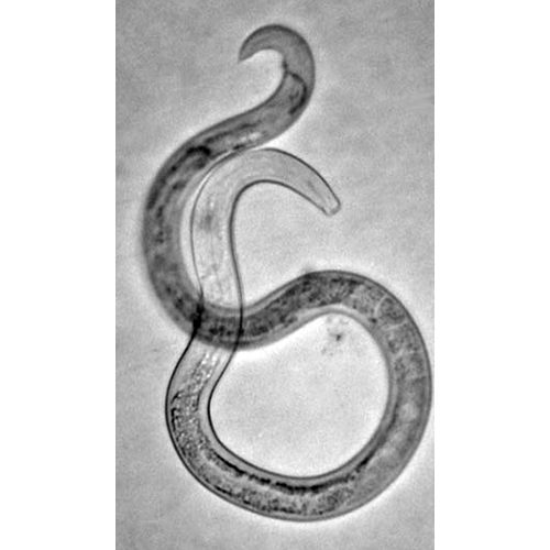 Семейство Acuariidae  фото