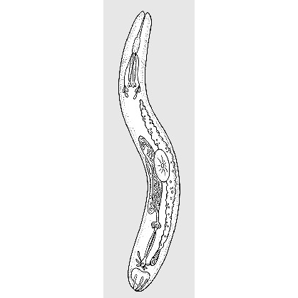 Семейство Aculeorhynchidae  фото