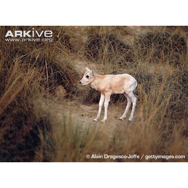 Addax nasomaculatus Фото №10