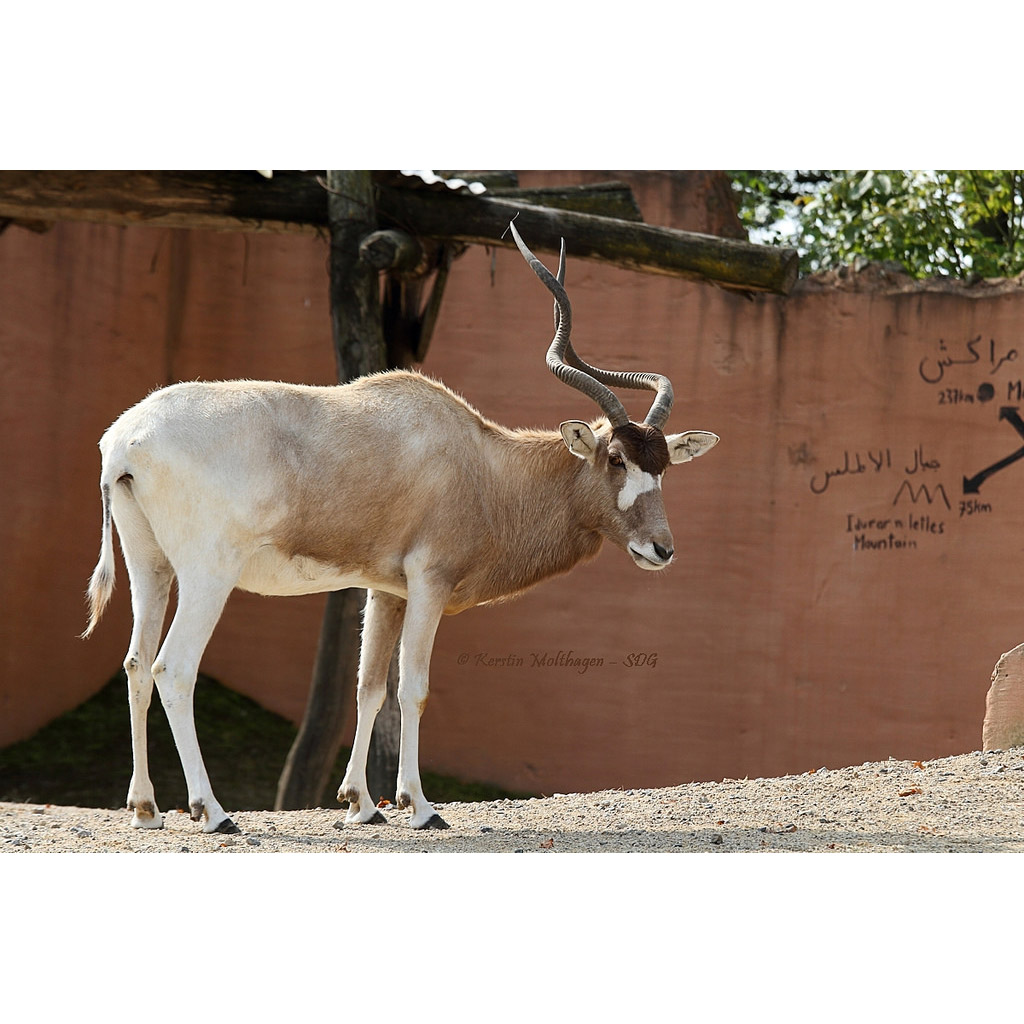 Addax nasomaculatus Фото №2