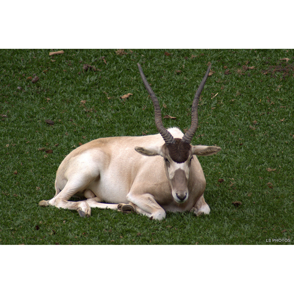 Addax nasomaculatus Фото №3