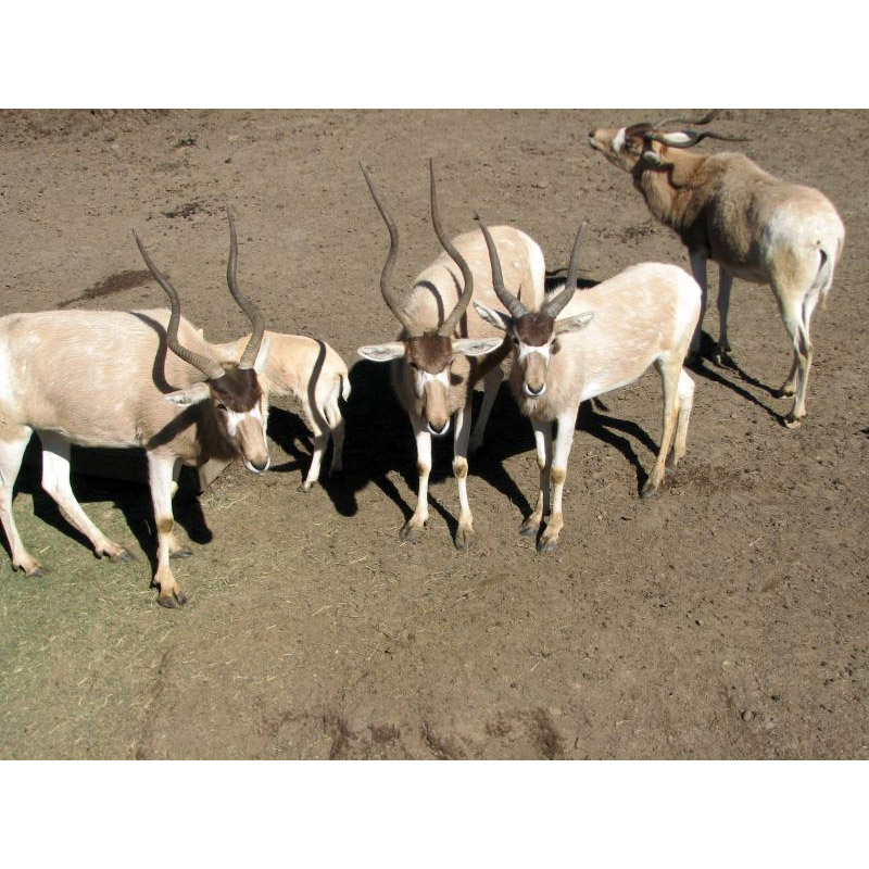 Addax nasomaculatus Фото №4