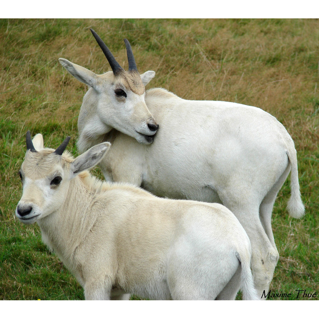 Addax nasomaculatus Фото №5
