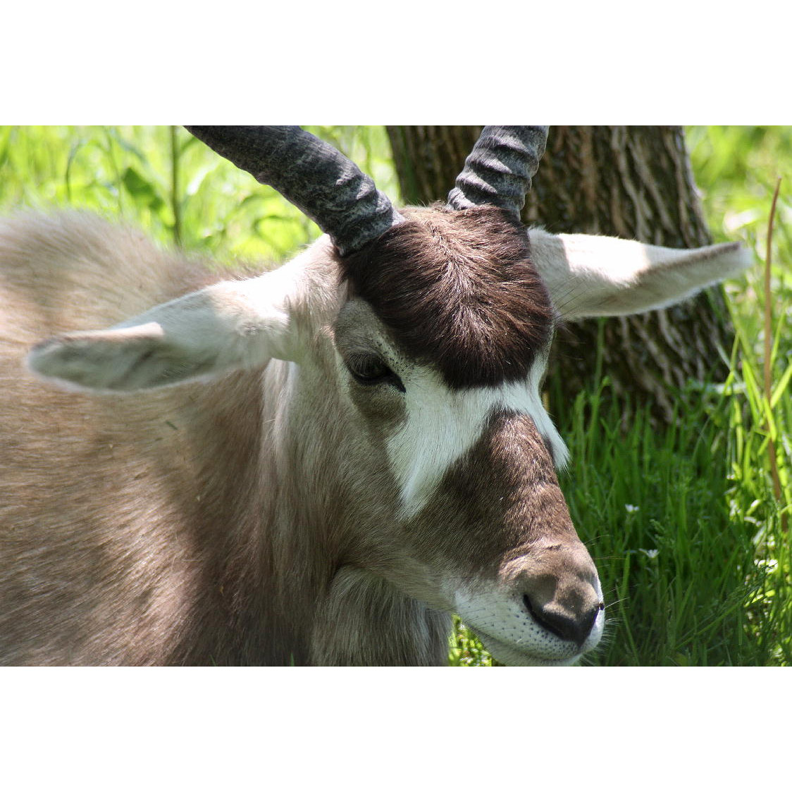 Addax nasomaculatus Фото №6