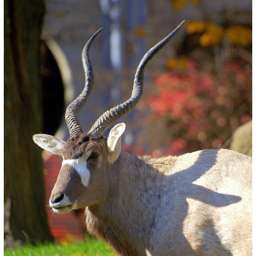 Addax nasomaculatus Фото №7