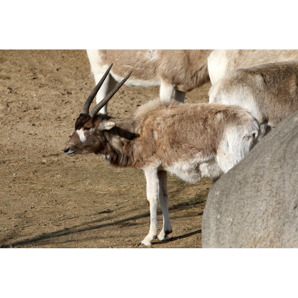 Addax nasomaculatus Фото №8