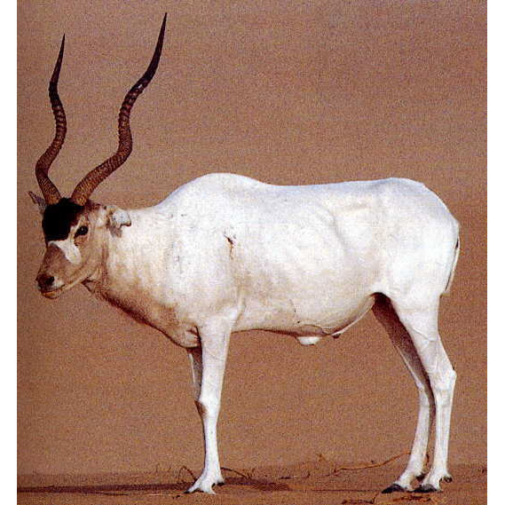 Addax nasomaculatus Фото №9