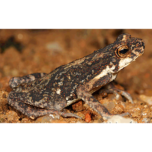  Род Adenomus  фото