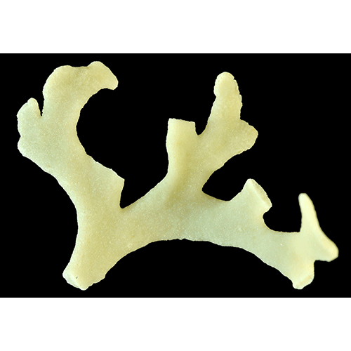 Семейство Adeonoidea фото