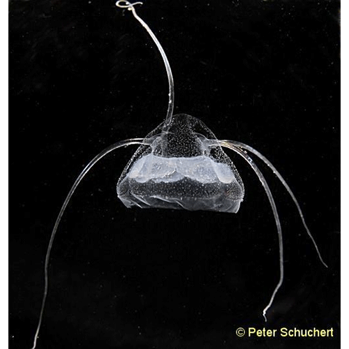 Семейство Aeginidae  фото