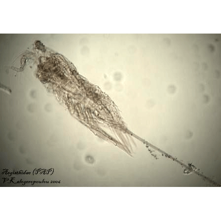 Семейство Aegisthidae фото