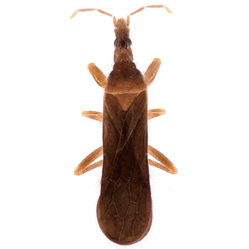 Семейство Aenictopecheidae фото