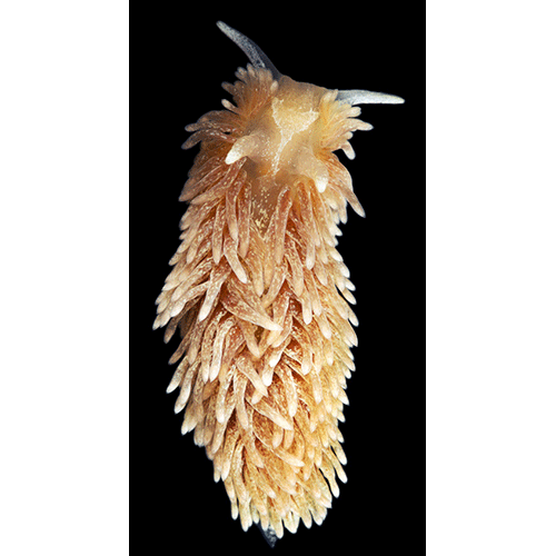 Семейство Aeolidioidea  фото