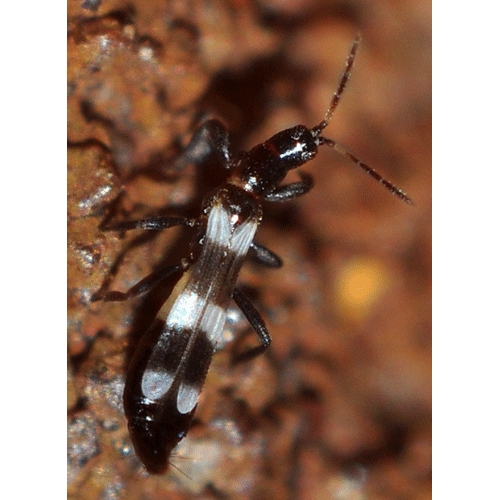 Семейство Aeolothripidae фото
