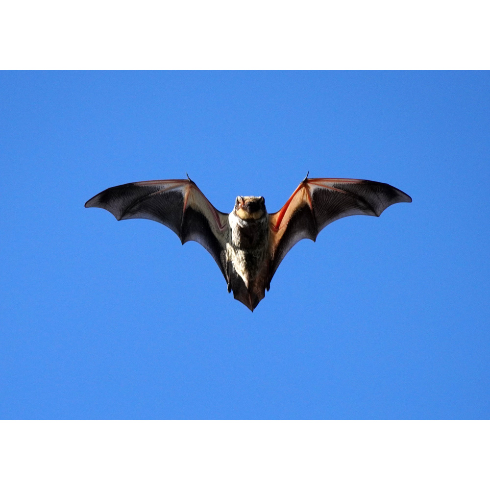 Серый волосатохвост (Aeorestes cinereus) Фото №5