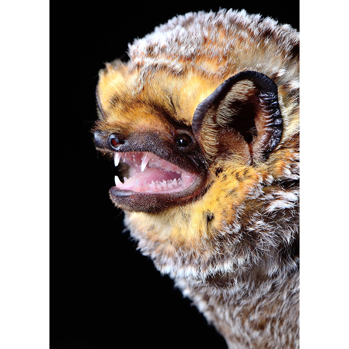 Серый волосатохвост (Aeorestes cinereus) Фото №9
