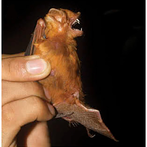 Большой красный волосатохвост (Aeorestes egregius) Фото №3