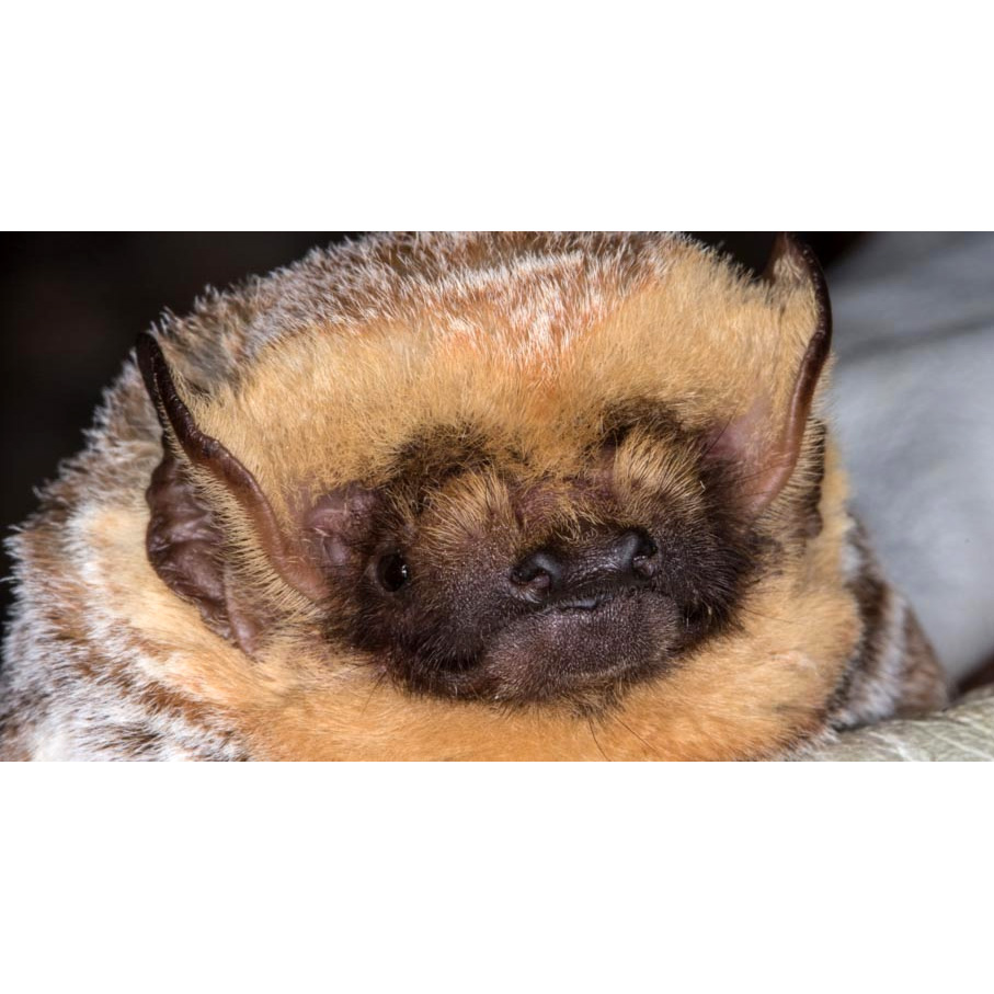 Южноамериканский серый волосатохвост (Aeorestes villosissimus) Фото №3
