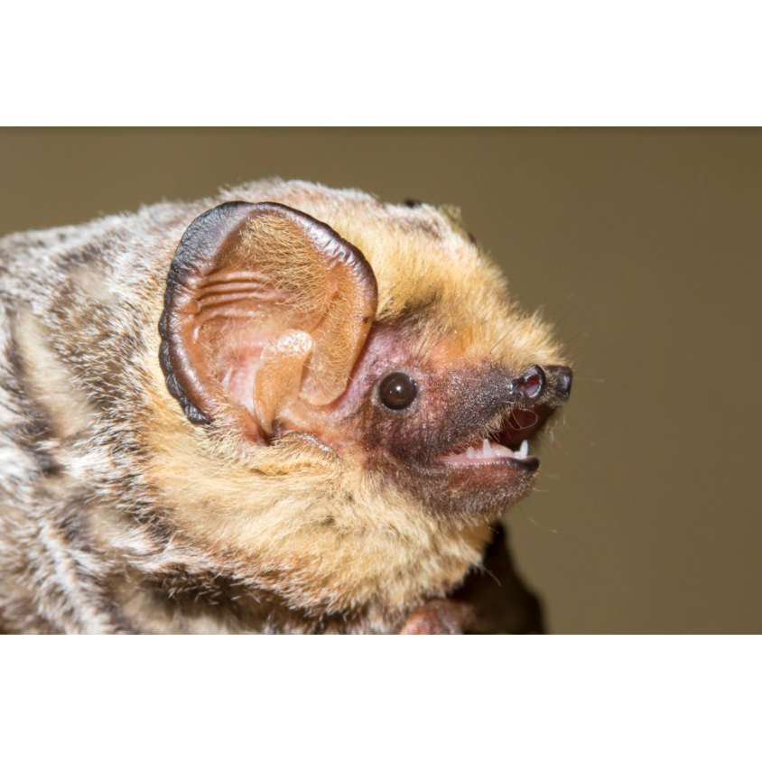 Южноамериканский серый волосатохвост (Aeorestes villosissimus) Фото №4