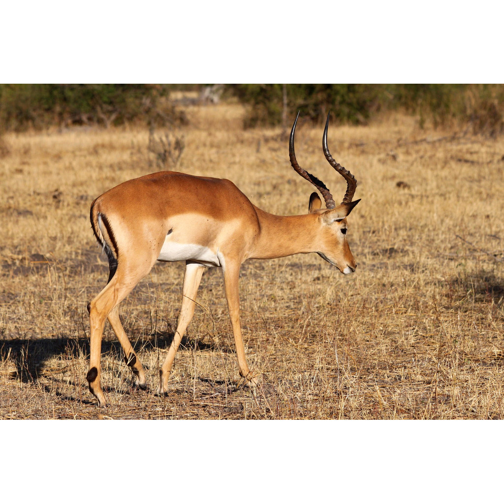 Aepyceros melampus Фото №2