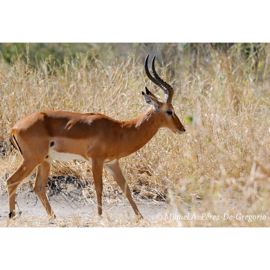 Aepyceros melampus Фото №3