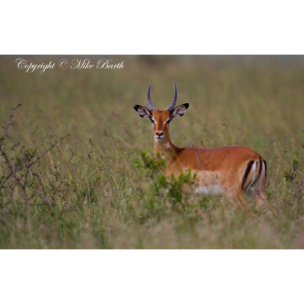 Aepyceros melampus Фото №4