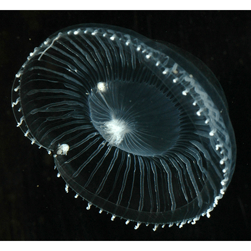 Семейство Aequoreidae  фото