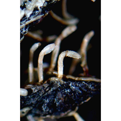 Семейство Aeteoidea фото